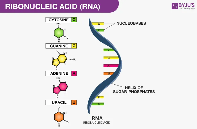Structure of RNA
